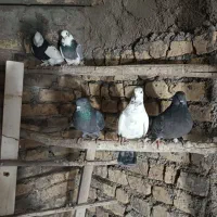 کفتر تهرانی پرشی|پرنده|پیشوا, |دیوار