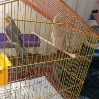 یک جفت عروس هلندی