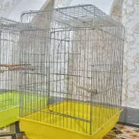 قفس عروس هلندی.طوطی برزیلی|لوازم جانبی حیوانات|مسجد سلیمان, |دیوار