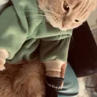 فروش گربه|گربه|تربت‌حیدریه, ۴۵ متری|دیوار