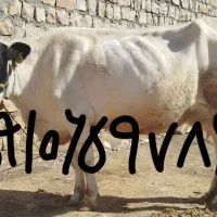 گاو هلشتان 40روز تلقیح گوساله سیمینتال ماده