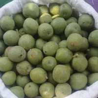 گردو تازه باپوست مغزپر