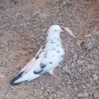 تعدادی کبوتر به فروش میرسد