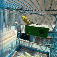 یک جفت مرغ عشق