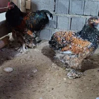 جوجه مرغ ویاندوت و برهما اصیل نژاد وارداتی|حیوانات مزرعه|بابلسر, |دیوار