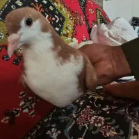 کفتر|پرنده|زابل, |دیوار