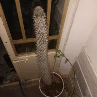 ماداگاسکار یک متری