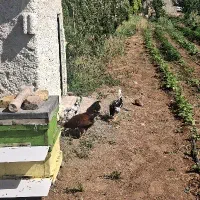 مرغ و خروس گلین