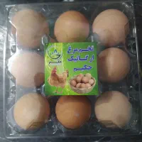 تخم مرغ محلی ارگانیک