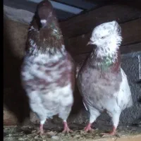 30 تا40 تا کفتر  همه تاوان داده،همه کفتره گنجه