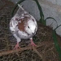الی