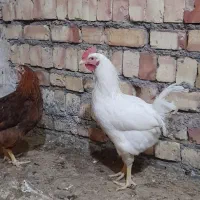 فروش خورس و نیمچه خروس