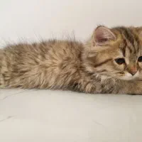 گربه برتیش اصیل|گربه|ساری, |دیوار