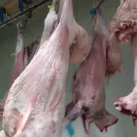 سلام گوشت بره نرینه گوسفندی