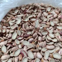 لوبیا چیتی شکسته  امساله زود پز