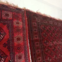 فرش|فرش|کلاله, |دیوار