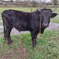 گاو در ورزا کوله|حیوانات مزرعه|خمام, |دیوار