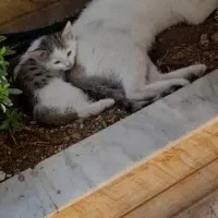 بچه گربه واگذار میشه
