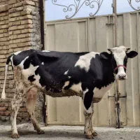 گاو شیری با گوساله نر سیمینتال
