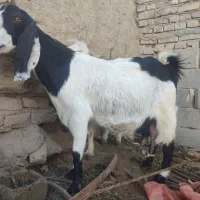 بز مالداری|حیوانات مزرعه|سراوان, |دیوار