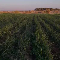 پیازمینروا