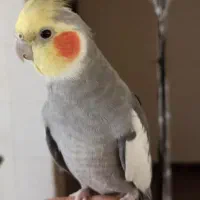 عروس هلندی نرسخنگو