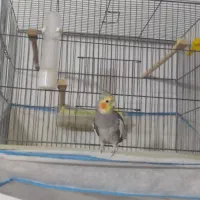 پرنده طوطی عروس هلندی رام|پرنده|سنندج, |دیوار