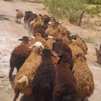 چاق گوسفند کشتاری شیشک‌نزاییده ۲۰تا۱۰۰کیلو|حیوانات مزرعه|قم, بلوار امین و ساحلی|دیوار