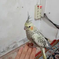 عروس هلندی|پرنده|تهران, مرادآباد|دیوار