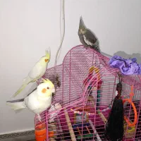 فروش تعدادی عروس هلندی