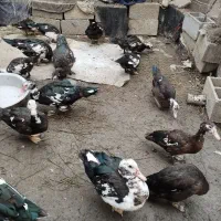 اردک اسرائیلی
