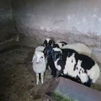 بره محلی سبک کم دنبه