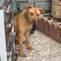 سگ پیتبول نر نژاد دار