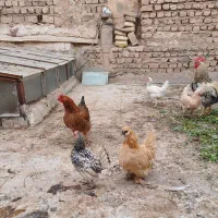 مرغ خروس خونگی|حیوانات مزرعه|قم, شهرک امام حسن|دیوار