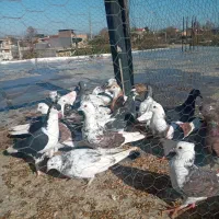 کفترتکپروآلمانی ورنگی|پرنده|تاتار علیا, |دیوار