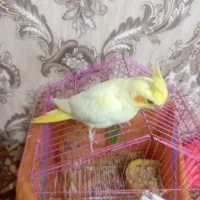 عروس هلندی