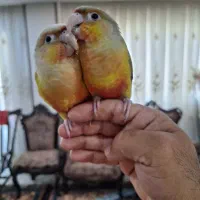 گم‌شده پرندگان|حیوانات|اصفهان, کوی شهید کشوری|دیوار