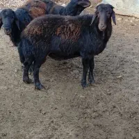 سه عدد بره قوچ قزل ناب باب داشتی