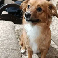 واگذاری شیتزو پامر|سگ|تهران, آبشار تهران (دریاچه)|دیوار