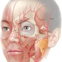آموزش ژل و بوتاکس در مطب ویژه پزشکان