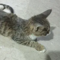 سلام فروشی گربه
