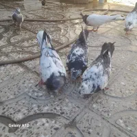 کبوتر تهرانی وکله ای دونه ۴۰۰|پرنده|آبدانان, |دیوار