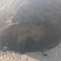 فروش کود حیوانی گوسفندی|لوازم جانبی حیوانات|کرمانشاه, |دیوار