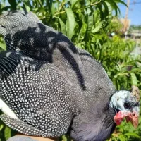 مرغ شاخدار