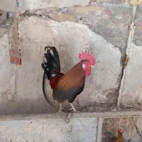 ۷۰۰۰۰۰۰