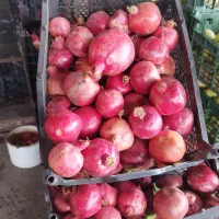 انارسیب هویج آبگیری قیمت عمده ارسال به سراسرتهران