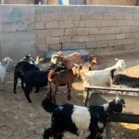 کهره سبک|حیوانات مزرعه|شیراز, کوشک بیدک|دیوار