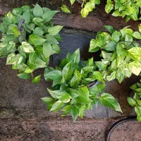 گل.لیراتا.سانسوریا یشم سرخس زاموفیلیا کاج.روز معلم