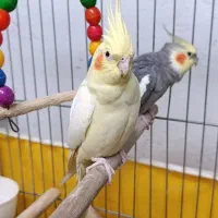 عروس هلندی