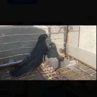 فروش جفت سیاه کاکلی وفیلی